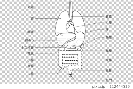 人体の構造図、内臓(臓器)のみのイラスト 白黒の線画 人体の構造図、内臓(臓器)のみのイラスト 白黒の線画 112444539