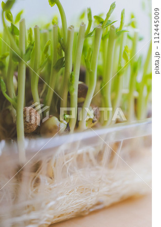 スプラウトを再生させる 112445009