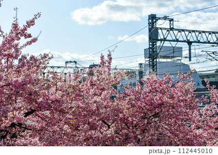 京都 淀水路の河津桜 112445010