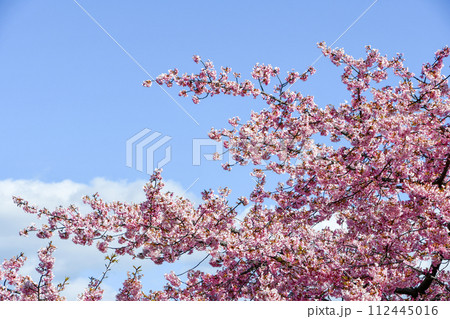 京都 淀水路の河津桜 京都 淀水路の河津桜 112445016