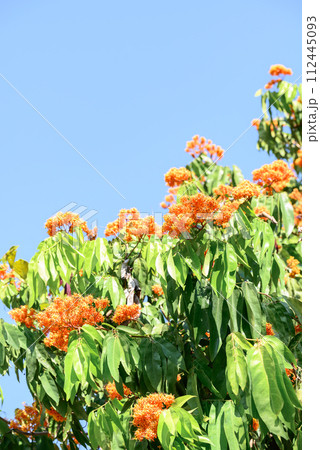 Beautiful Orange Ashoka tree flower blooming in garden with blue sky, Summer season, Thailand 112445093