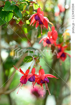 Red fuchsia flower decorative in a garden Red fuchsia flower decorative in a garden 112445094