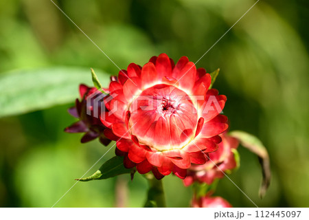 Red Straw flower or Everlasting flower (Xerochrysum bracteatum) blossom in a garden 112445097