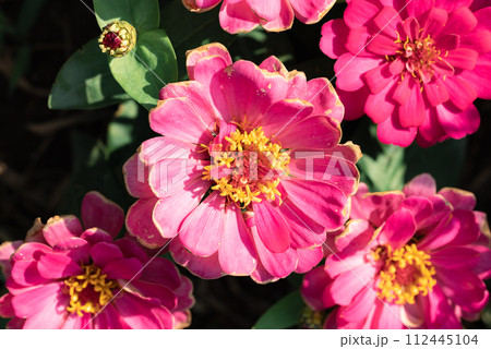Beautiful pink Zinnia flower blooming in sunny day, Top view 112445104