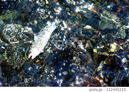 蒼龍峡の泡立つ流れの中からヤマメが浮いてきた 112445233