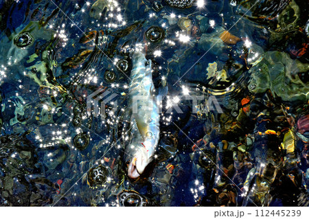 蒼龍峡の泡立つ流れの中からヤマメが浮いてきた 112445239