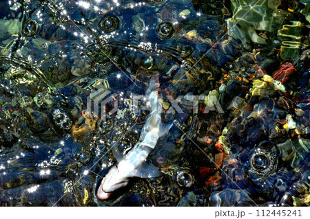 蒼龍峡の泡立つ流れの中からヤマメが浮いてきた 蒼龍峡の泡立つ流れの中からヤマメが浮いてきた 112445241