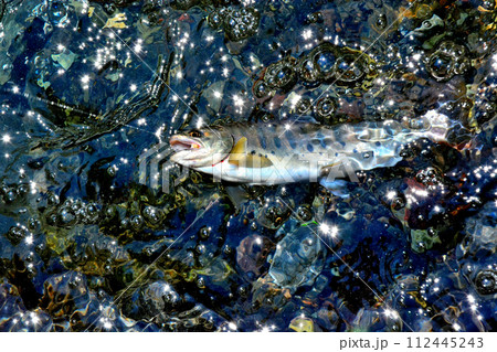 蒼龍峡の泡立つ流れの中からヤマメが浮いてきた 112445243