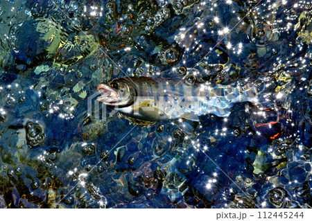 蒼龍峡の泡立つ流れの中からヤマメが浮いてきた 112445244