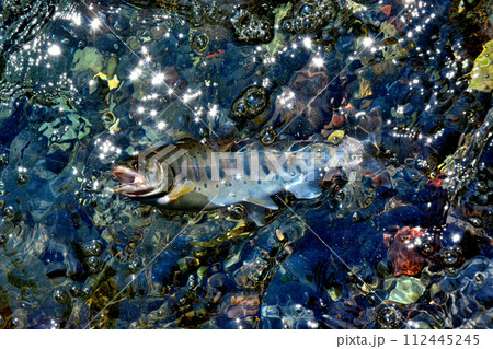 蒼龍峡の泡立つ流れの中からヤマメが浮いてきた 112445245