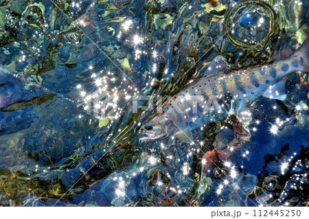 蒼龍峡の泡立つ流れの中からヤマメが浮いてきた 112445250