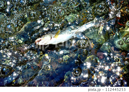 蒼龍峡の泡立つ流れの中からヤマメが浮いてきた 蒼龍峡の泡立つ流れの中からヤマメが浮いてきた 112445253