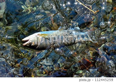 蒼龍峡の泡立つ流れの中からヤマメが浮いてきた 蒼龍峡の泡立つ流れの中からヤマメが浮いてきた 112445259