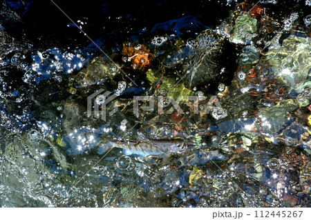 蒼龍峡の泡立つ流れの中からヤマメが浮いてきた 112445267