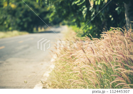 Grass field sunset Beautiful landscape with grasses meadow on sunlight. Countryside heaven amazing field scene grass meadow on sunbeam nature dawn. Sunset dawn landscape vibrant scenery horizontal 112445307
