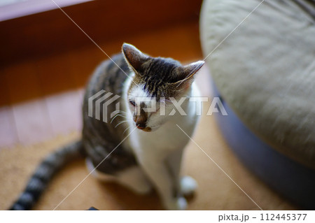 床に座っている猫 112445377