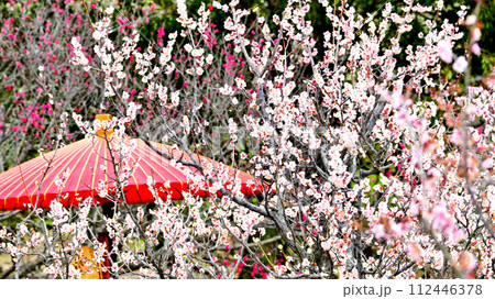 佐布里池梅まつり 満開に咲いた梅の花 佐布里池梅まつり 満開に咲いた梅の花 112446378