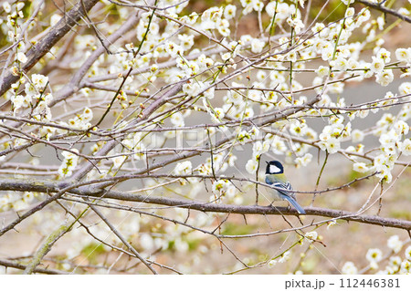 白梅とシジュウカラ 白梅とシジュウカラ 112446381