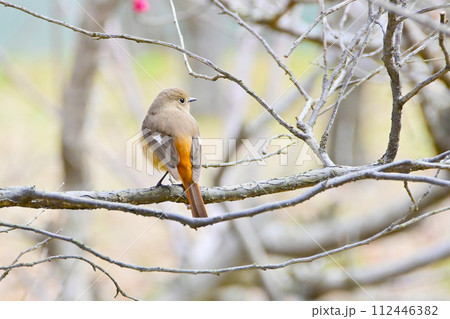 梅の木でさえずる可愛いジョウビタキ 梅の木でさえずる可愛いジョウビタキ 112446382
