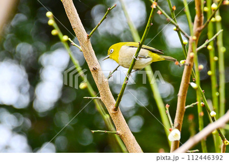 梅の木にとまる可愛いメジロ 112446392