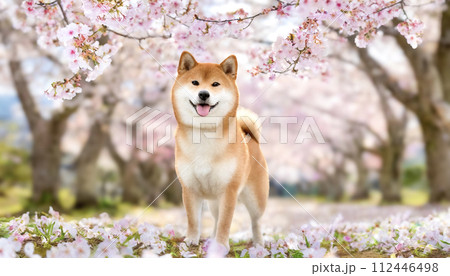 柴犬が満開の桜の木に前に立っている様子のイラスト素材
