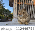 久米寺の仁王像の前で眠るキジトラ猫 112446754