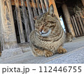 久米寺の仁王像の前のキジトラねこたち 112446755