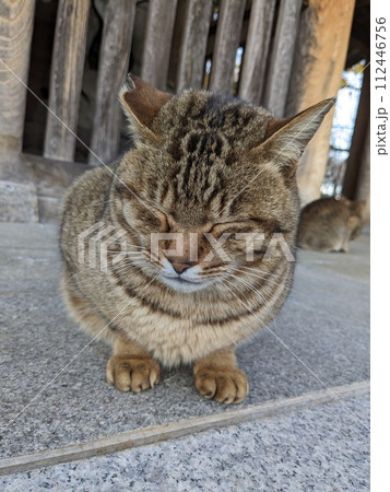 久米寺の仁王像の前のキジトラにゃんず 112446756