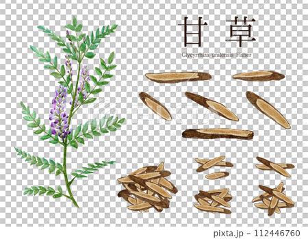 甘草(甘草)草本水彩插圖 甘草(甘草)草本水彩插圖 112446760