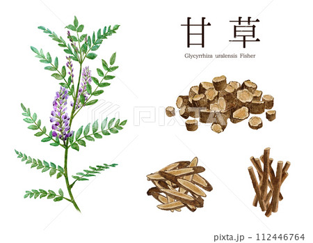 甘草(カンゾウ) 漢方薬の水彩画イラスト 112446764