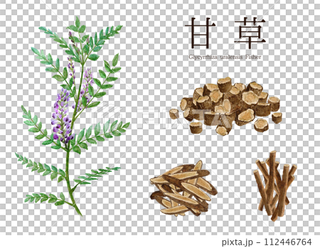 Licorice (licorice) herbal medicine watercolor illustration 112446764