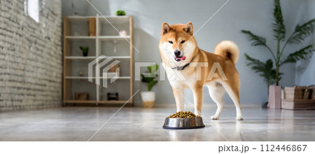 柴犬が舌を出してドッグフードを見つめている室内の様子 112446867