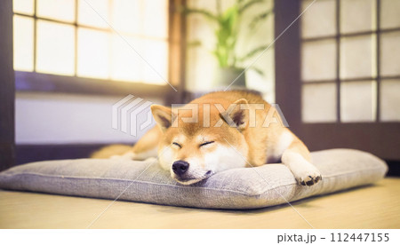 柴犬が和室の座布団の上で眠っている様子 柴犬が和室の座布団の上で眠っている様子 112447155