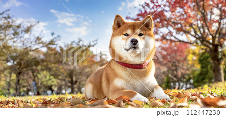 四季オリジナル柴犬 四季オリジナル 柴犬 ぬいぐるみ リアル 昭和