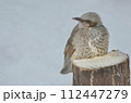 木にとまる冬のヒヨドリ 112447279