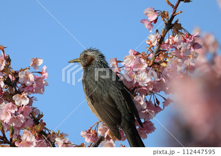 満開の河津桜とヒヨドリ 112447595