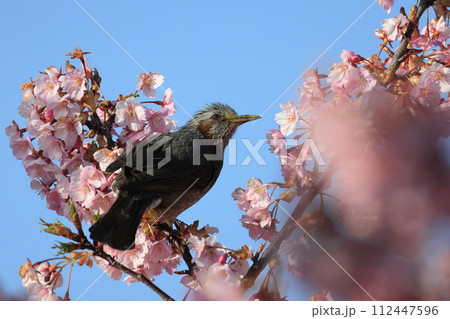 河津桜にとまるヒヨドリ 112447596