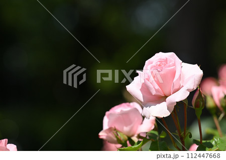 プリンセス・アイコ 112447668