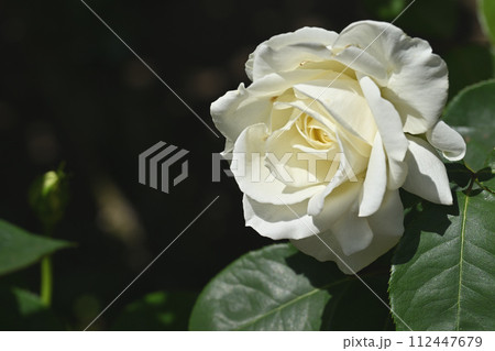 正雪・バラ 112447679