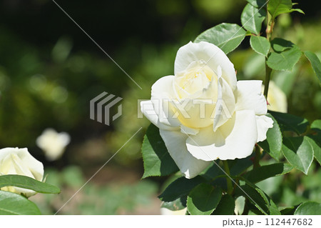 正雪・バラ 正雪・バラ 112447682