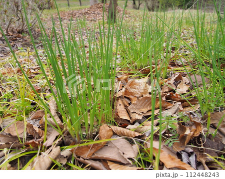 野生のアサツキ 112448243