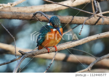 獲物を探すカワセミ 獲物を探すカワセミ 112448577