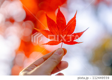 Autumn red leaf in a hand with sunlight. Maple leaves in park and bright bokeh background 112449559