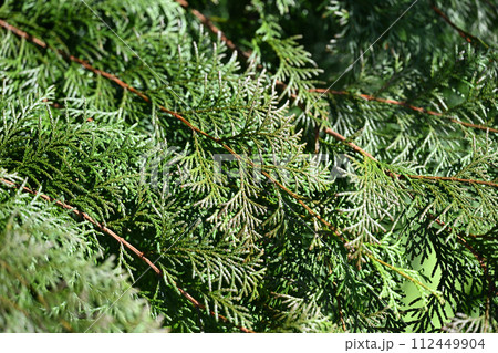 春のヒノキ(檜)の葉 春のヒノキ(檜)の葉 112449904