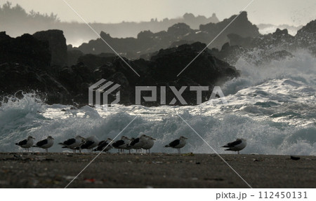 荒海の波しぶきと海鳥たち 112450131