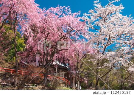 金櫻神社の桜 112450157
