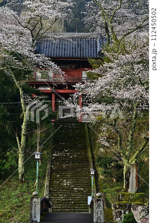 桜咲く常勝寺 112450502
