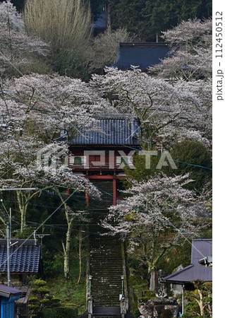 桜咲く常勝寺 桜咲く常勝寺 112450512