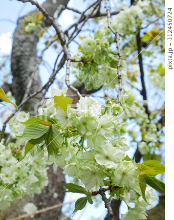 青空に満開に咲き誇る御衣黄桜 青空に満開に咲き誇る御衣黄桜 112450724