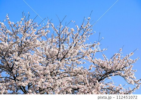 桜 桜 112451072